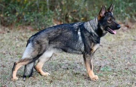 The Many Colors of the German Shepherd Dog | German Shepherd Country