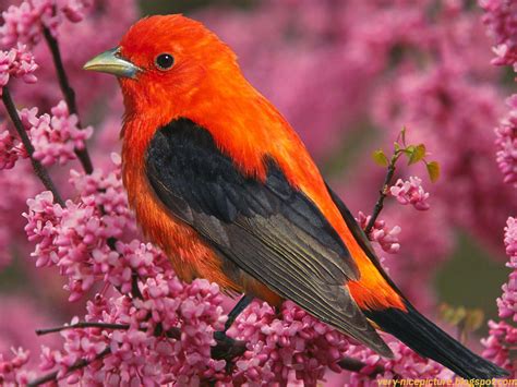 Nice Wallpapers, Beautiful Birds pictures, Natural Wallpapers