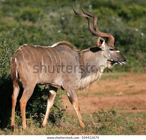 Big Male Kudu Bull Antelope Shows Stock Photo 104412674 | Shutterstock