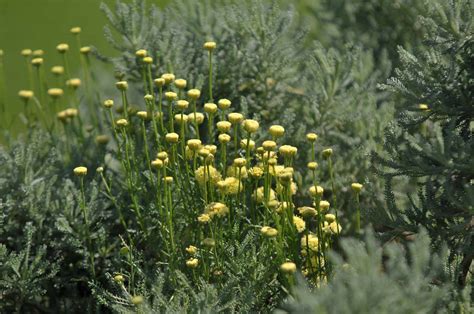 Home Growing Tips fo Lavender Cotton Flower