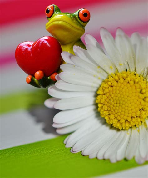 Free Images : petal, love, heart, food, spring, green, produce, frog ...