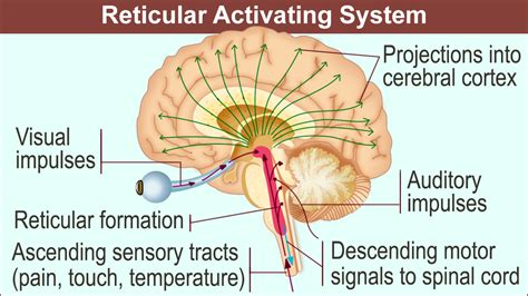 Structure and Functions of the Reticular Activating System Nervous System Parts, Reticular ...