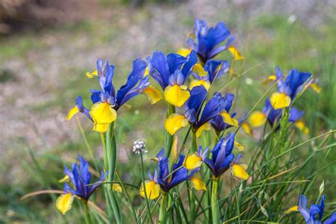 Iris Flowers: Plant Care & Growing Guide