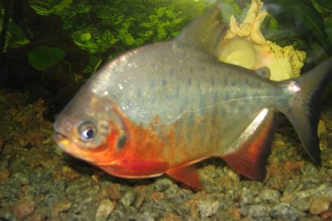 Red Belly Pacu (Piaractus Brachypomus): Ultimate Care Guide - Fish ...