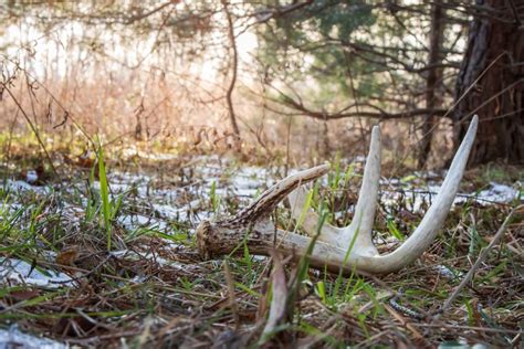 The Art of Shed Hunting: Tips and Tricks for Finding Deer Sheds - Elevation Equipped