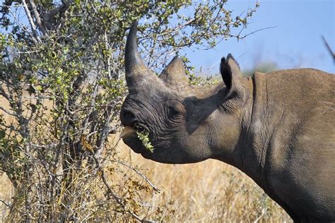 Black Rhinoceros (Diceros bicornis), (Endangered) | IMG18541… | Flickr