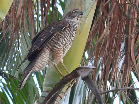 Brown Goshawk in suburban Townsville