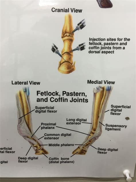 Fetlock, Pastern & Coffin Joints | Vet medicine, Joints anatomy, Anatomy and physiology