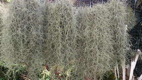 6 STRANDS HEALTHY AIR PLANT SPANISH MOSS OLD MANS BEARD TILLANDSIA USNEOIDES in 2020 | Air ...