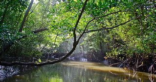 The Daintree Rainforest - 54 | Kyle Taylor | Flickr