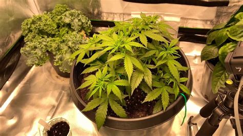 Indoor AutoFlower Grow : WEEK 5 - YouTube