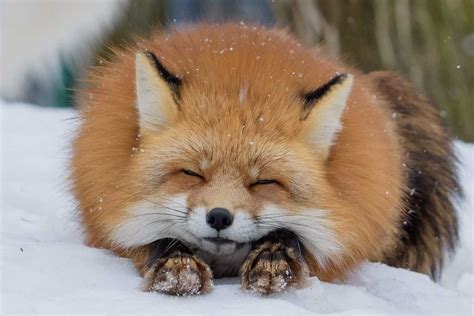 everythingfox: “ Extra Fluff Photo by Shimapan ” in 2020 | Animals, Cute animals, Pet fox