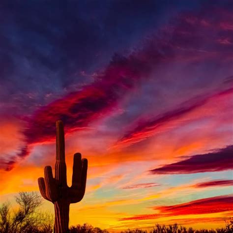 Acrylic Cactus Sunset Painting - Drew Blue31