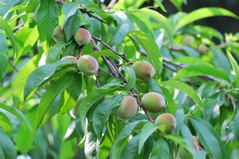 Growing Trees From Seed - The Permaculture Research Institute