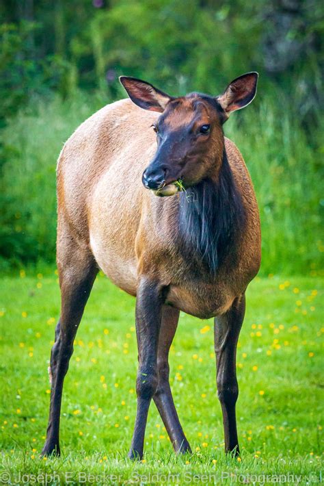 Image of Dosewallips State Park - Wildlife | 1029642