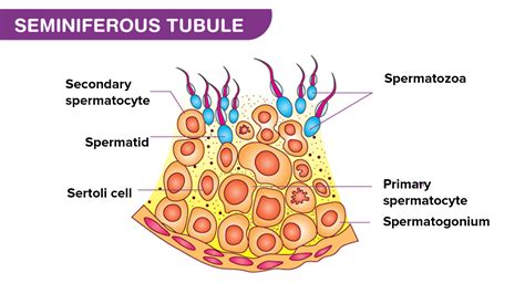 What is the structure of the seminiferous tubule?