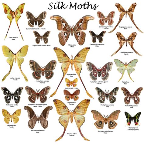 Silk moths | Cute moth, Atlas moth, Colorful moths