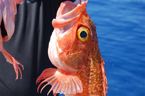 Blackbelly Rosefish – Mariner Consulting Services