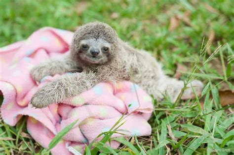 5 sloth facts explained: Swimming, squeaking and more