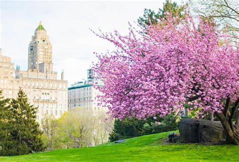 Cherry Blossom Festival Central Park