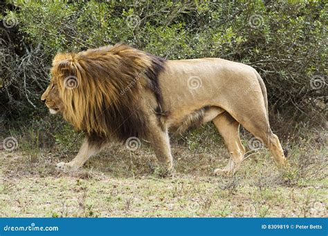 Hunting Lion Royalty Free Stock Images - Image: 8309819