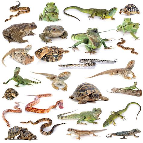 The Reptile Habitat | Best Places To Buy Reptiles Online