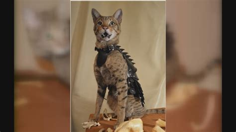 Where to buy armor for your cat (really) | KATU