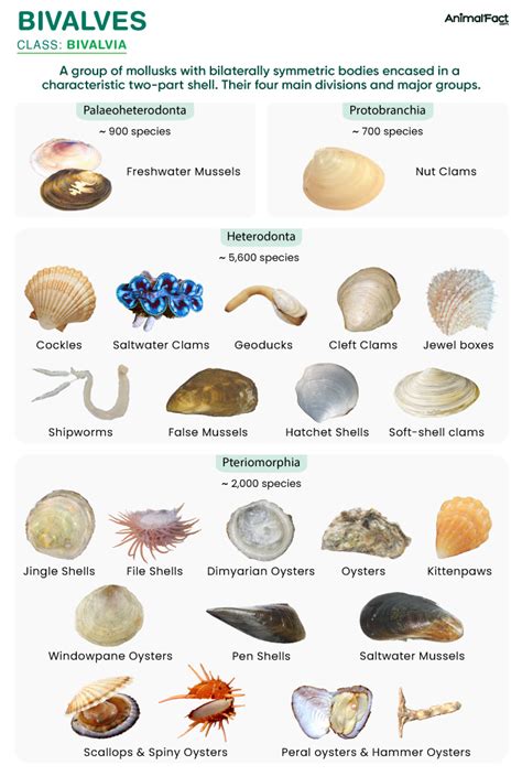 Bivalves - Types, Examples, Characteristics, Anatomy, Diet, & Habitat