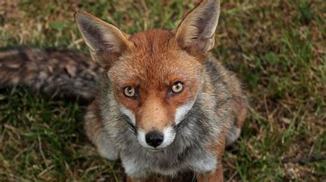 Australian foxes are pests not pets, NSW declares - BBC News