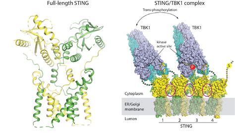 Structural studies of integral membrane proteins involved in cellular ...