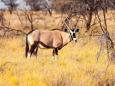 Which Animals Live in the Namib Desert? - WorldAtlas.com