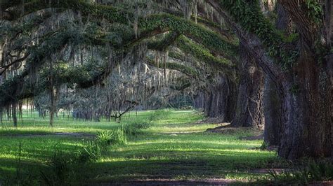 Savannah, Georgia, Southern Live Oaks, landscape, trees, path, park, HD ...