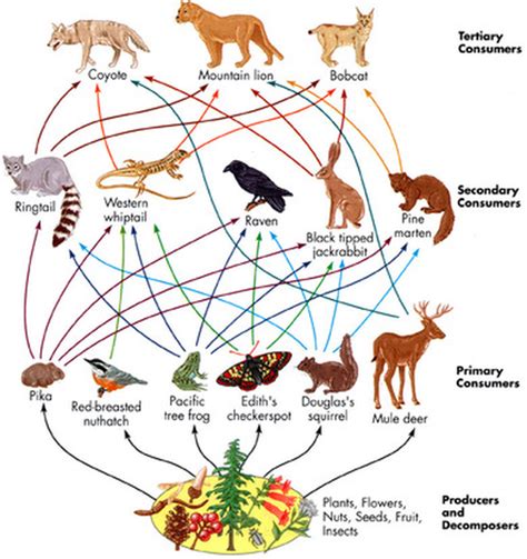 Food Web - Temperate Deciduous Forest