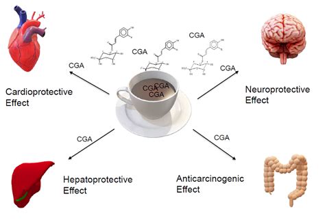 Chlorogenic acid - Freshine Chem