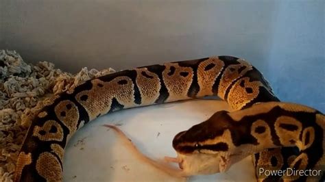 Ball python feeding - YouTube