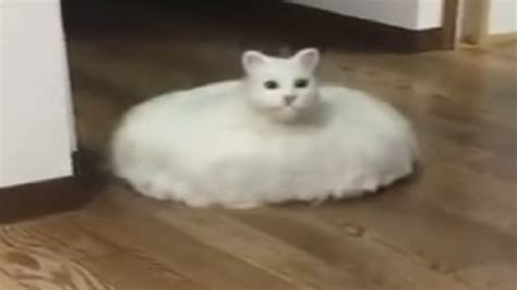 cat roomba - YouTube