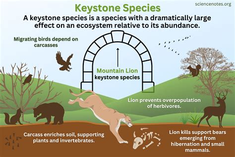 Keystone Species - Definition, Examples, Importance