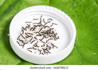 156 Silkworm Hatching Images, Stock Photos & Vectors | Shutterstock