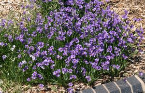 Blue-eyed grass, Sisyrinchium – Wisconsin Horticulture