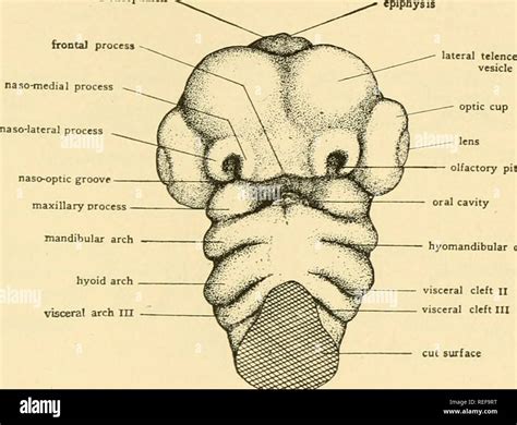 Stomodeum hi-res stock photography and images - Alamy