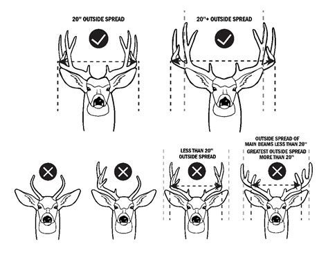 How To Count Points On A Buck's Antlers