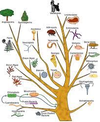 Herbert Spencer and Contemporary Social Evolution