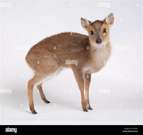 Muntjac and fawn hi-res stock photography and images - Alamy