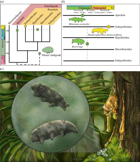 A tardigrade in Dominican amber | Proceedings of the Royal Society B ...