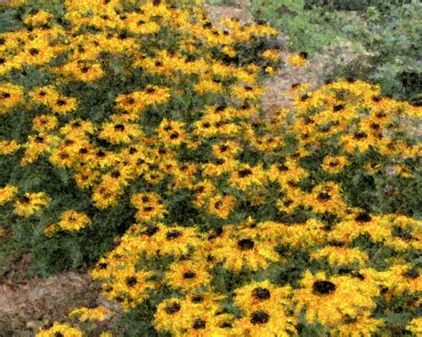 Black Eyed Susans Free Stock Photo - Public Domain Pictures