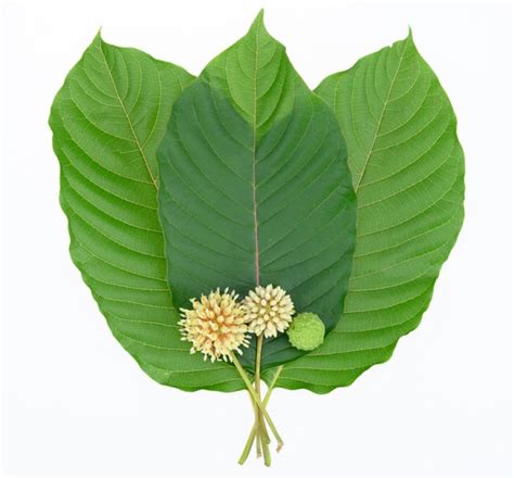 What are Kratom Leaves and Do They Have Medicinal Value?