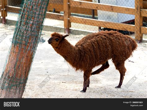 Peruvian Llama. Farm Image & Photo (Free Trial) | Bigstock