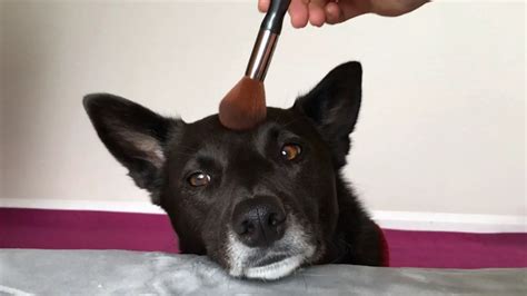 Makeup For Dogs: Leave It Alone!