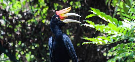 10 amazing creatures hiding in Brunei’s rainforest | CNN