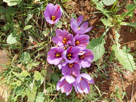 Saffron rose stock image. Image of herb, autumn, nature - 234021849